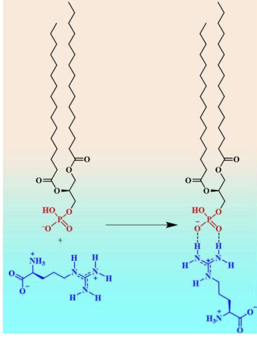 Arginine-Phosphate Recognition Enhanced in Phospholipid Monolayers at Aqueous Interfaces